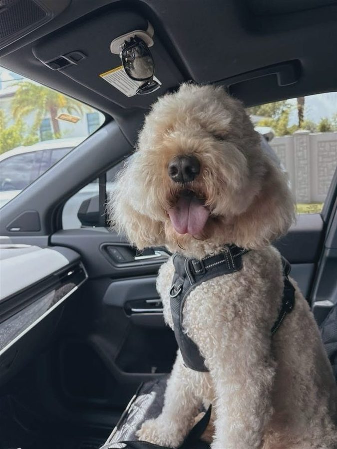 Milo the doodle before his groom, fluffy in the car