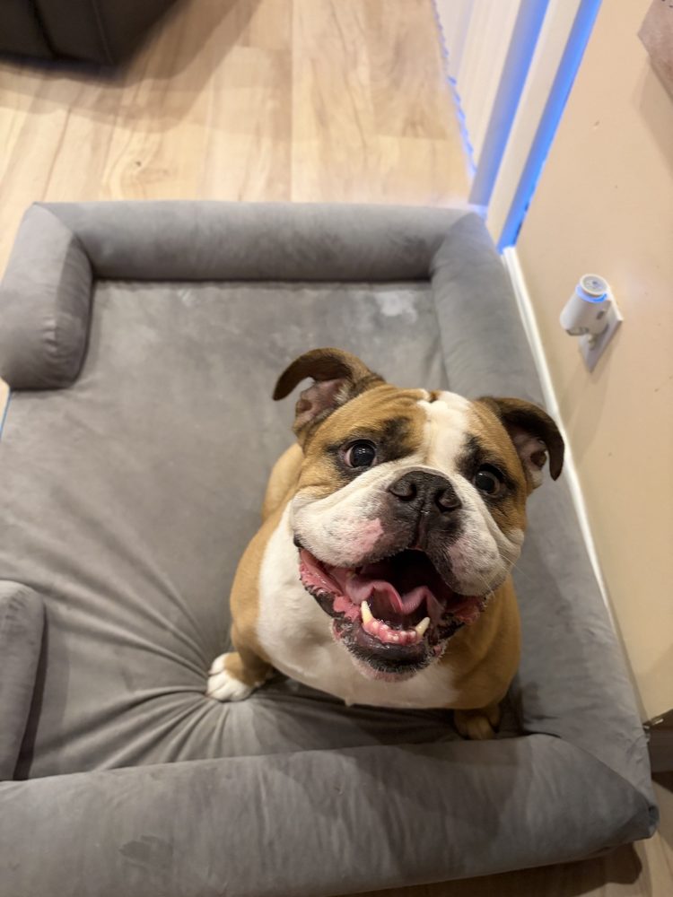 Charles the English bulldog sitting on a gray dog bed, smiling