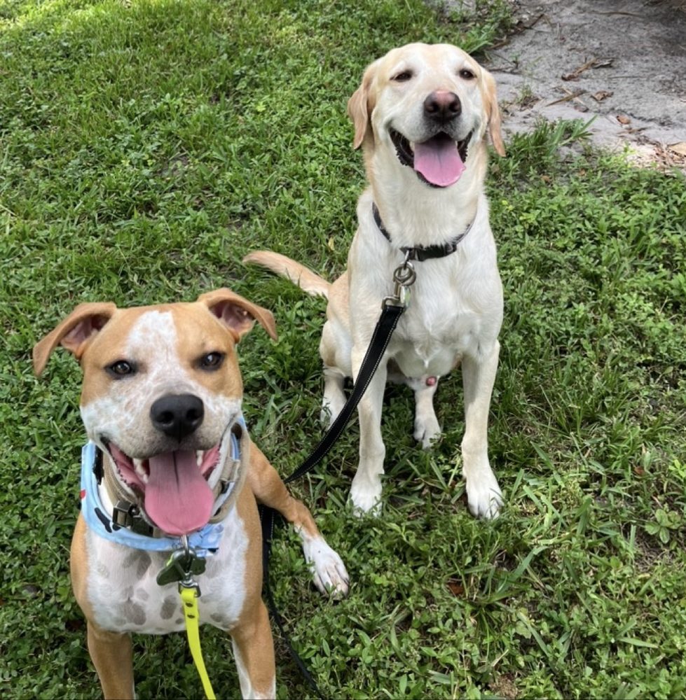 Paco and Marley the yellow lab sitting together on the grass