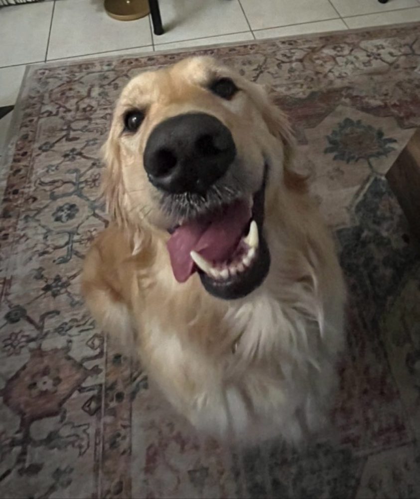 Nala the golden retriever smiling up at the camera