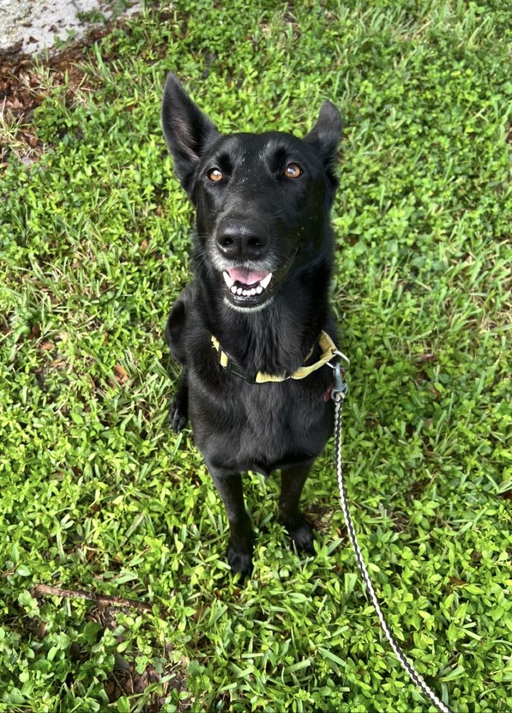 Naya the black Dutch Shepherd sitting on the grass, smiling