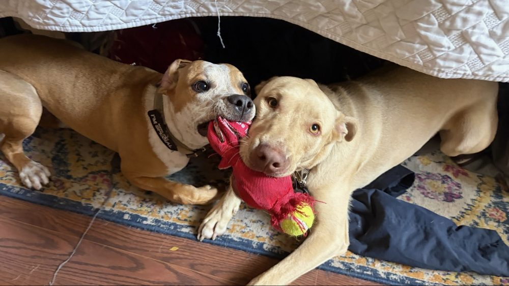 Paco and Baker sharing a red toy under a table